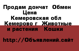 Продам дончат (Обмен) › Цена ­ 2 000 - Кемеровская обл., Кемерово г. Животные и растения » Кошки   